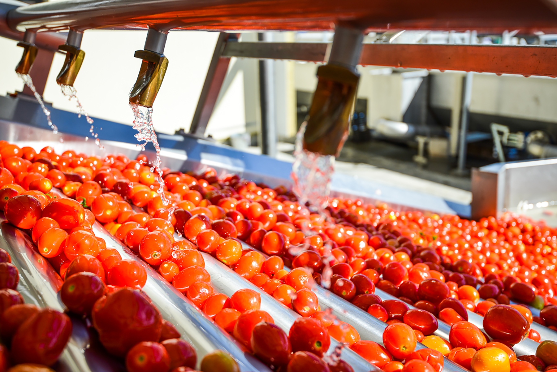 Оборудование для переработки сельскохозяйственной продукции. Астраханская томатный завод. Промышленность по переработке фруктов и овощей. Цех переработки овощей. Переработка плодов и овощей.